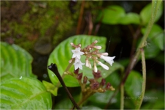 Ophiorrhiza hirsutula